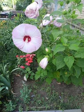 Pink hibiscus 스톡 사진