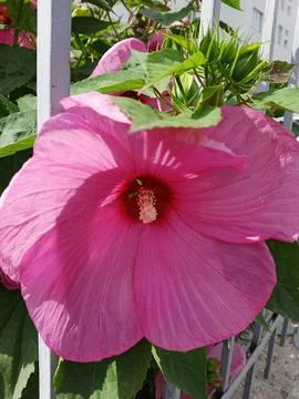 Pink hibiscus 스톡 사진