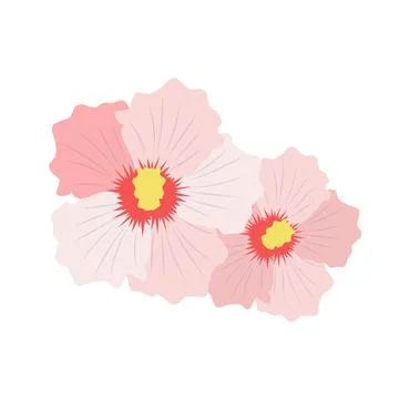 Pink hibiscus vector flat illustration on the white background. Stock Illustration