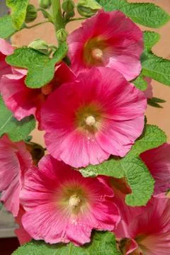 Pink hollyhocks Stock Photos