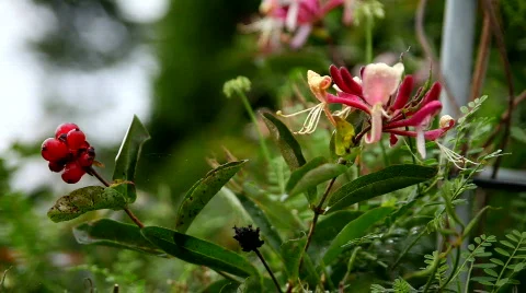 Pink honeysuckle Video stock 844793