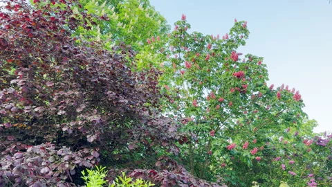 Pink Horse Chestnut Trees Bloom Beside Dark Purple Hazel Bushes under Blue Sky Stock Footage 335309731