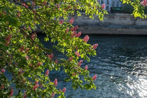 Pink horse-chestnut trees in full spring bloom line Paris parks and riversi.. Stock Photos