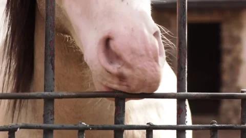 Pink horses muzzle is supervised through a metal fence. 스톡 동영상 174355838