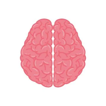 Pink Human Brain Stock Illustration