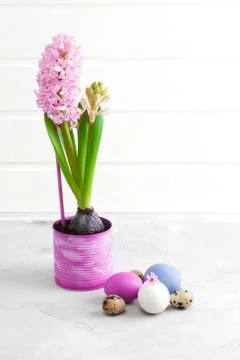 Pink hyacinth and easter eggs on grey concrete background Stock Photos