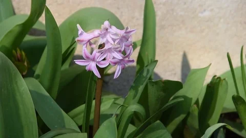Pink Hyacinth Stock Footage 73638448