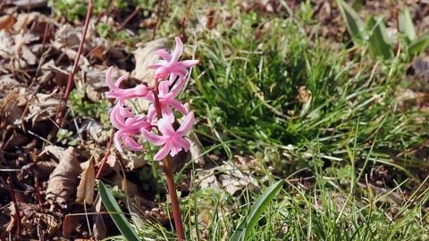 Pink Hyacinth in the Grass Stock Footage 127389739