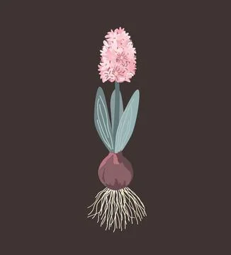 Pink hyacinth with onion, roots, leaves and blossom isolated on dark background Stock Illustration