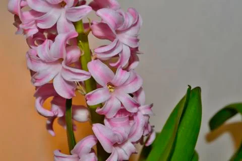 Pink hyacinth Stock Photos