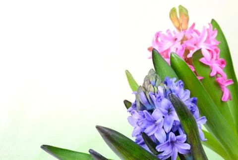 Pink hyacinth Stock Photos