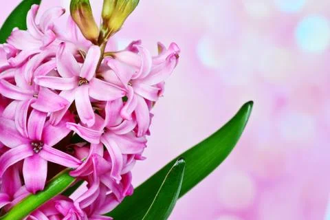Pink hyacinth Stock Photos
