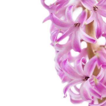 Pink hyacinth Stock Photos