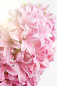 Pink hyacinth Stock Photos