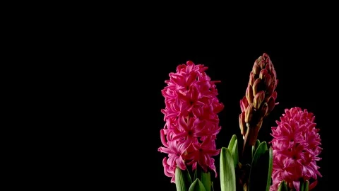 Pink Hyacinth Time-lapse Stock Footage 74255452