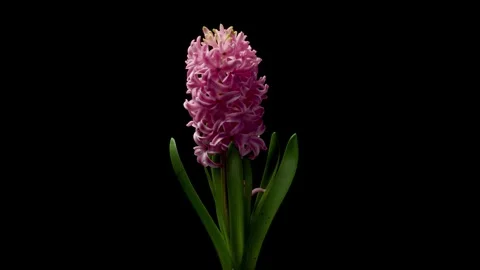 Pink Hyacinth Time-lapse Stock Footage 273834730