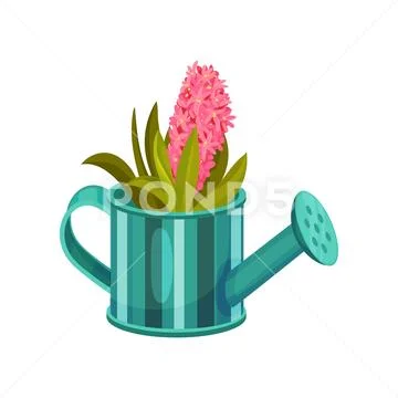 Pink hyacinth in a watering can. Vector illustration on white background. Stock Illustration