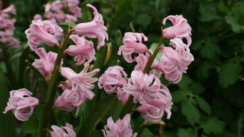 Pink hyacinths 스톡 동영상 179082653