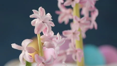 Pink hyacinths in front rotating Easter eggs Stock Footage 148062310