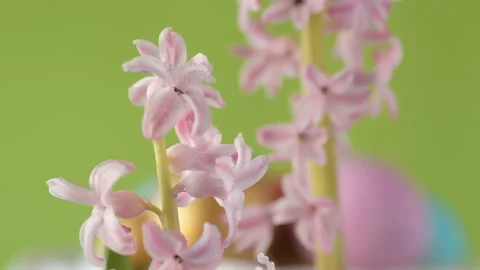 Pink hyacinths in front rotating Easter eggs Stock Footage 148287854