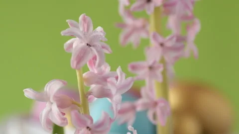 Pink hyacinths in front rotating Easter eggs Stock Footage 148287868