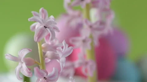 Pink hyacinths in front rotating Easter eggs Stock Footage 148287978