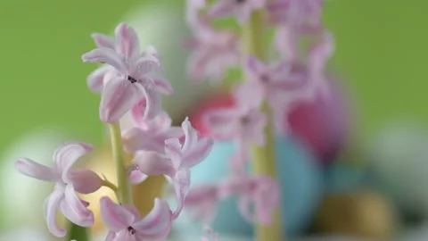 Pink hyacinths in front rotating Easter eggs Stock Footage 148288026