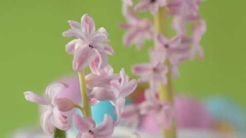 Pink hyacinths in front rotating Easter eggs Stock Footage 148288045