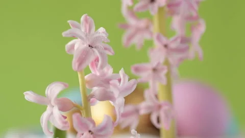 Pink hyacinths in front rotating Easter eggs Stock Footage 148288072