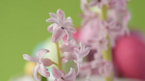 Pink hyacinths in front rotating Easter eggs Stock Footage 148288705
