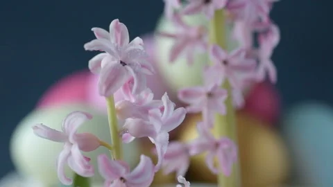 Pink hyacinths in front rotating Easter eggs Stock Footage 148288765