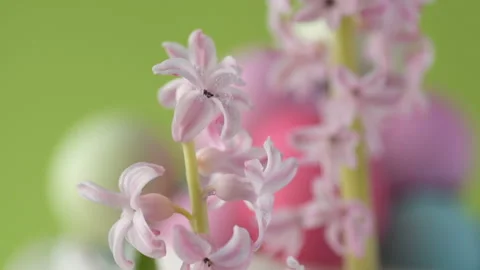 Pink hyacinths in front rotating Easter eggs Stock Footage 148288825