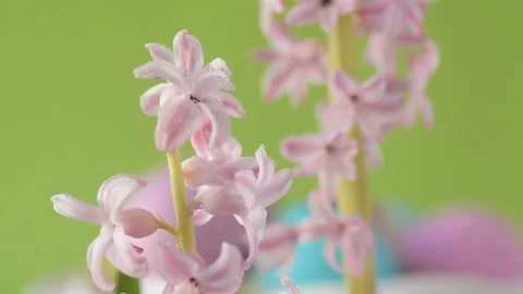 Pink hyacinths in front rotating Easter eggs Stock Footage 148288972