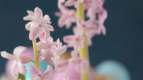 Pink hyacinths in front rotating Easter eggs Stock Footage 148289126