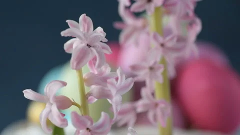 Pink hyacinths in front rotating Easter eggs Stock Footage 148290241