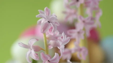 Pink hyacinths in front rotating Easter eggs Stock Footage 148290285