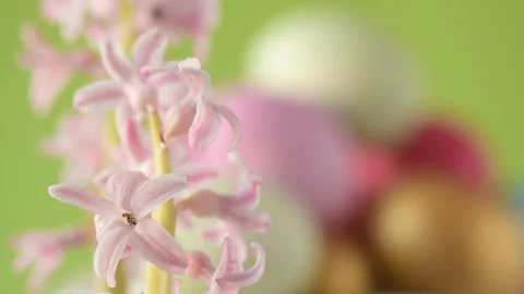 Pink hyacinths in front rotating Easter eggs Stock Footage 148291219