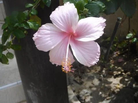 Pink Hybiscus Foto stock