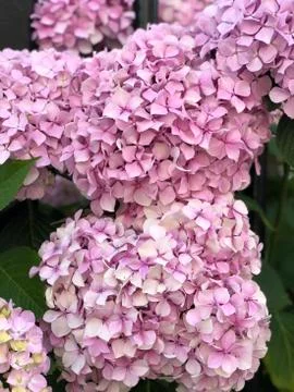 Pink hydrange in bloom Stock Photos