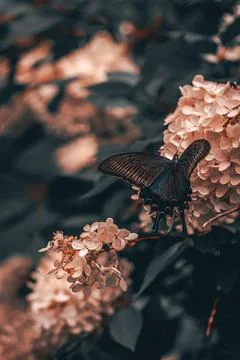 Pink hydrangea and eastern tiger swallowtail with soft background Stock Photos