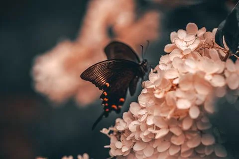 Pink hydrangea and eastern tiger swallowtail with soft background 스톡 사진