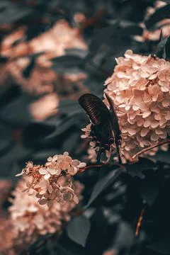 Pink hydrangea and eastern tiger swallowtail with soft background Stock Photos