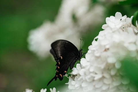 Pink hydrangea and eastern tiger swallowtail with soft background Stock Photos