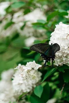 Pink hydrangea and eastern tiger swallowtail with soft background Foto stock