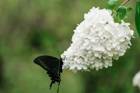 Pink hydrangea and eastern tiger swallowtail with soft background Stock Photos