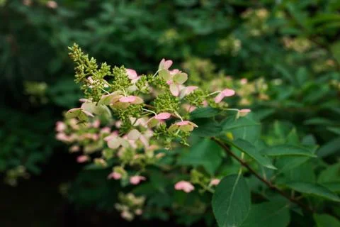 Pink hydrangea in Autumn Stock Photos
