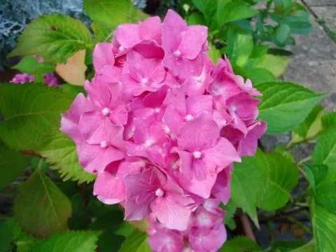 Pink hydrangea beautiful Stock Photos