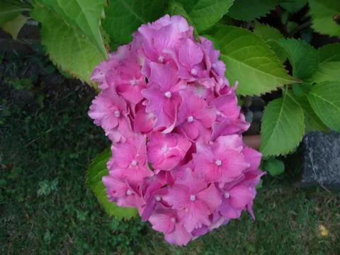 Pink hydrangea beautiful Stock Photos