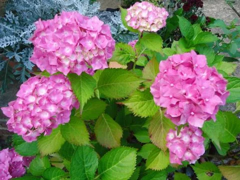 Pink hydrangea beautiful Stock-Fotos