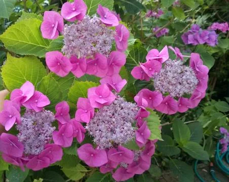Pink hydrangea beautiful Stock Photos